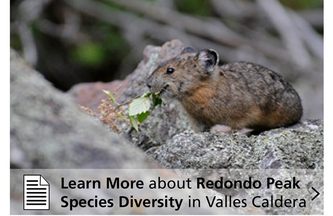 Small brown mammal among the rocks