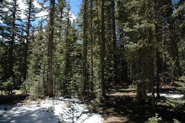 Evergreen trees in a forest