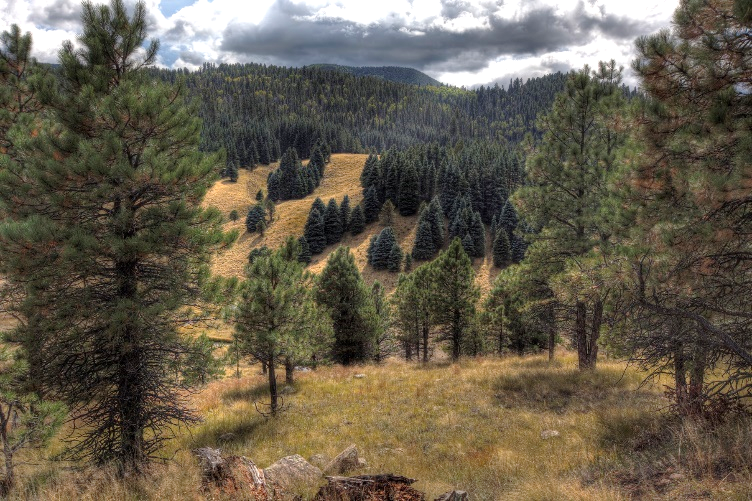 Hillsides with large evergreen and short brown grasses