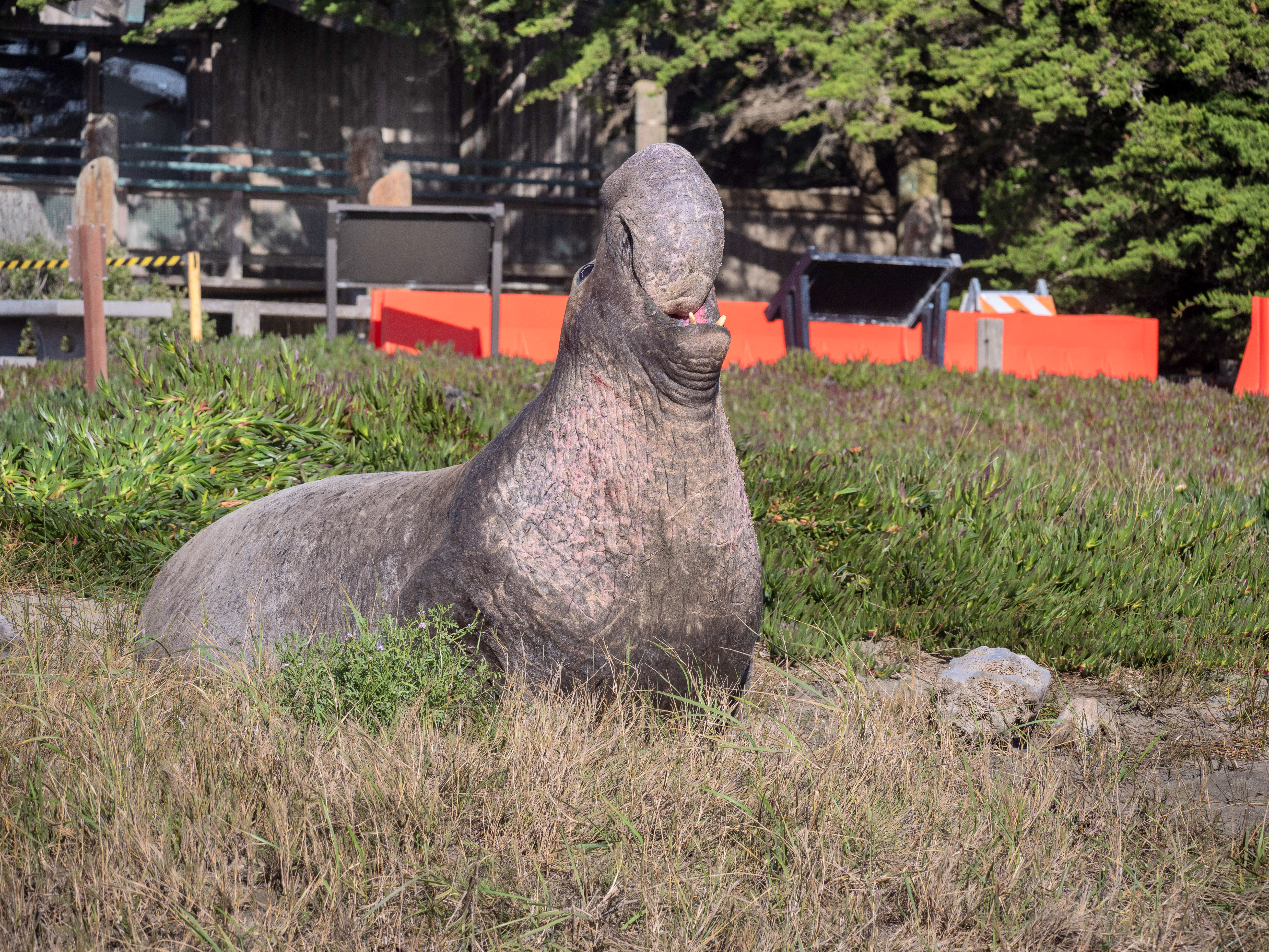 A large male seal raises his head so that his proboscis droops into his mouth, with visitor center building in background.