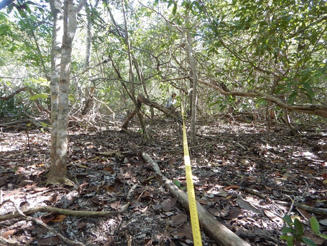 A yellow transect tape extends through vegetation.