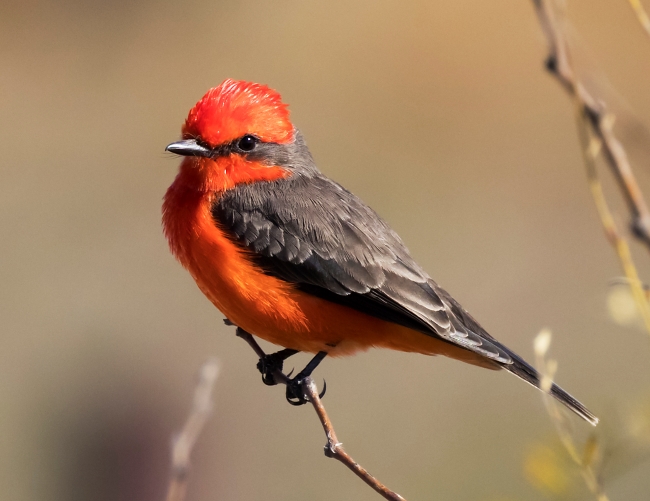 A red and black bird perches on the twig of a tree. Its head and chest are bright red. Its wings and eyes are black.