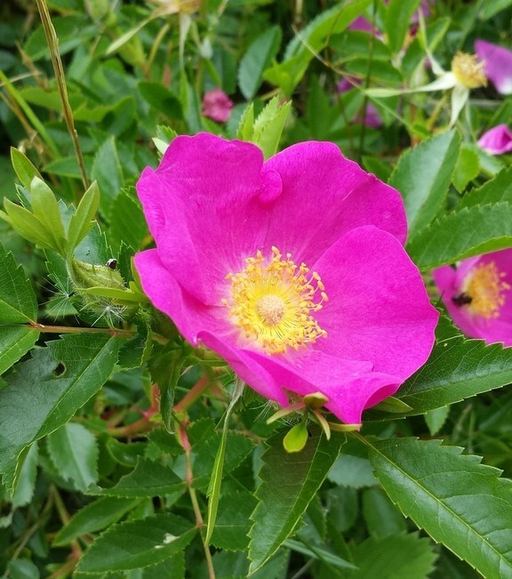 A bright pink flower with a yellow center surrounded by green leaves.