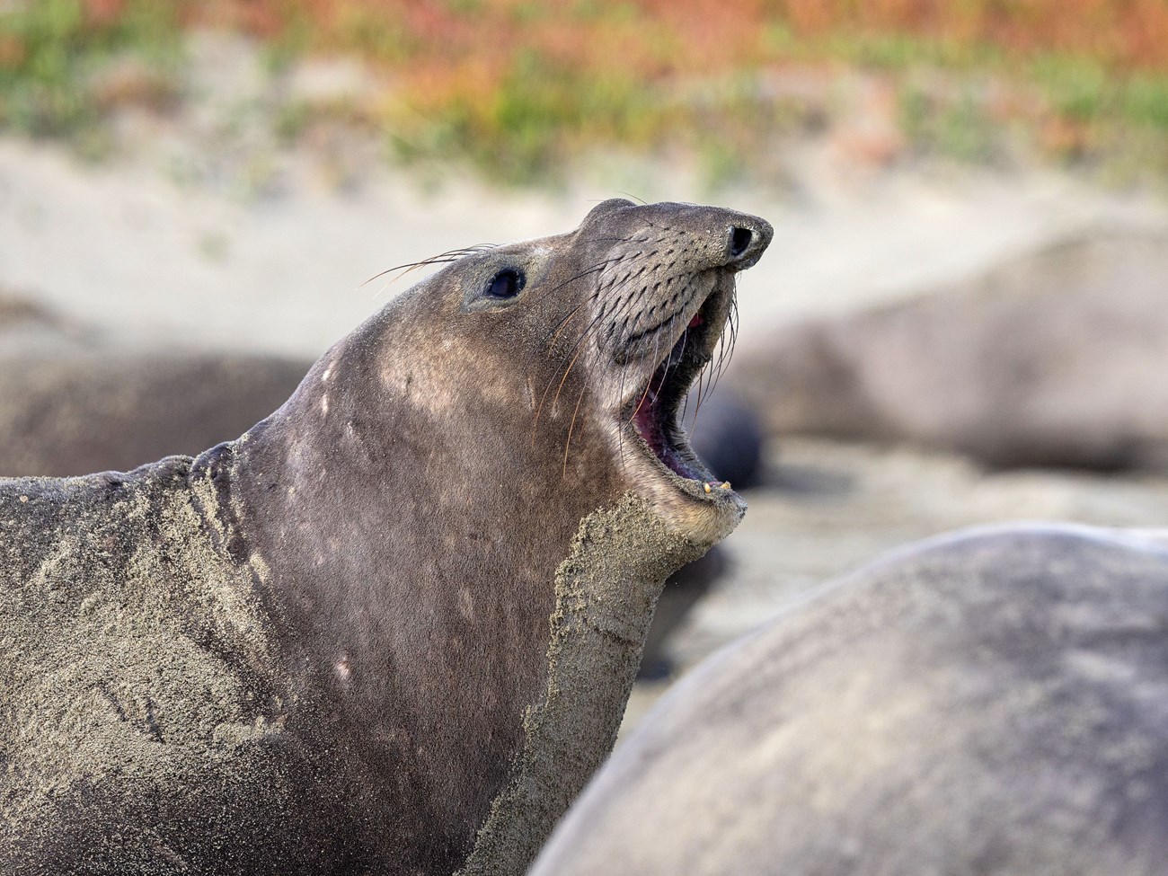 Profile of an elephant seal with a small proboscis opening her mouth wide as she vocalizes. Her chin is caked in sand.