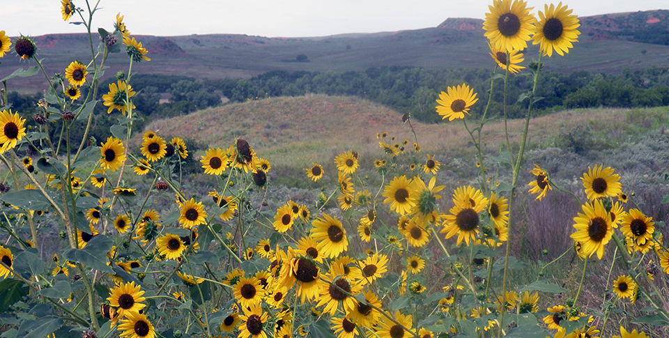 Bright yellow sunflowers in front of rolling hills.