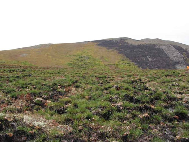 A tundra fire scar in caribou habitat.