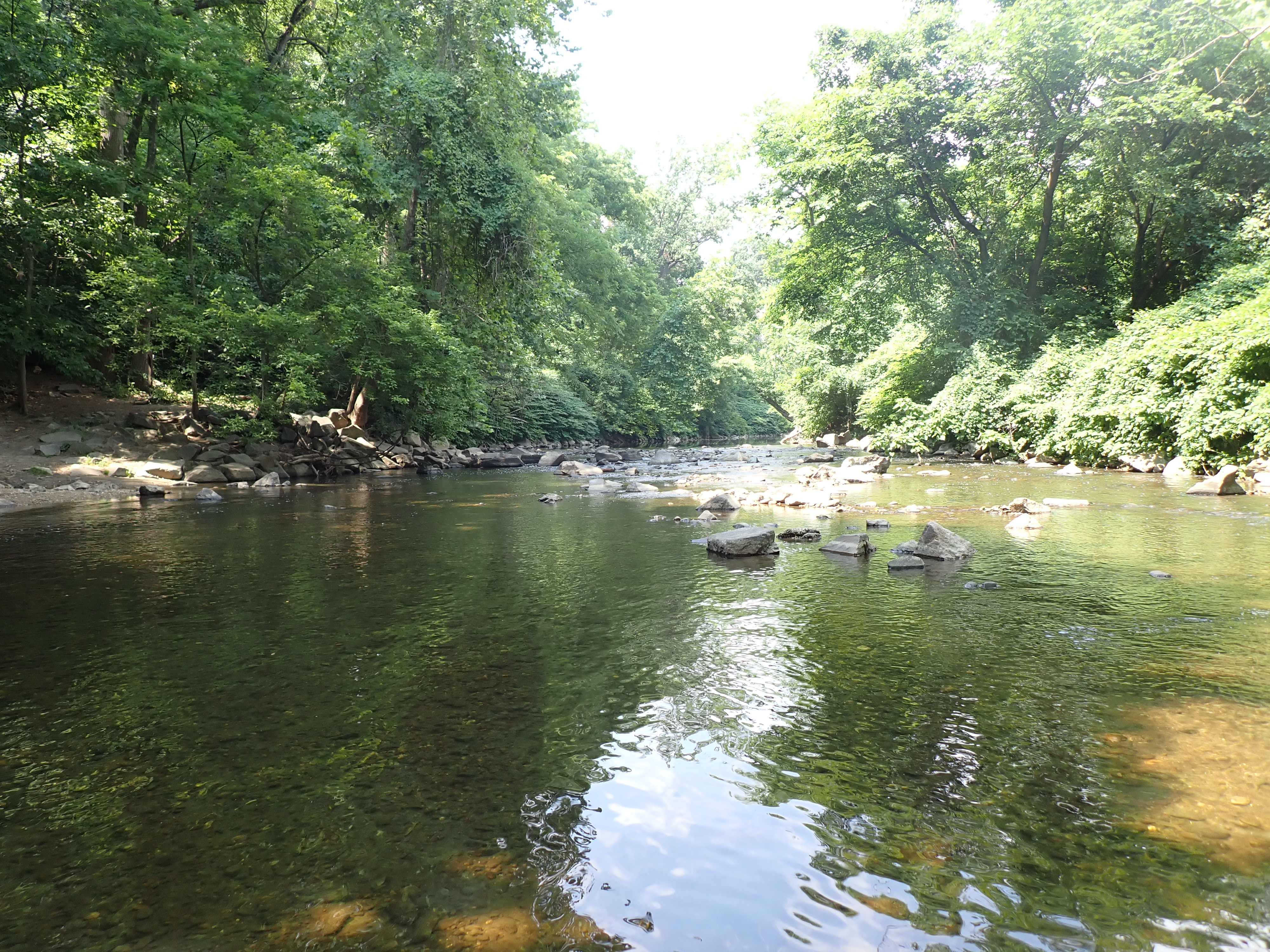 A wide stream with large rocks surrounded by trees.