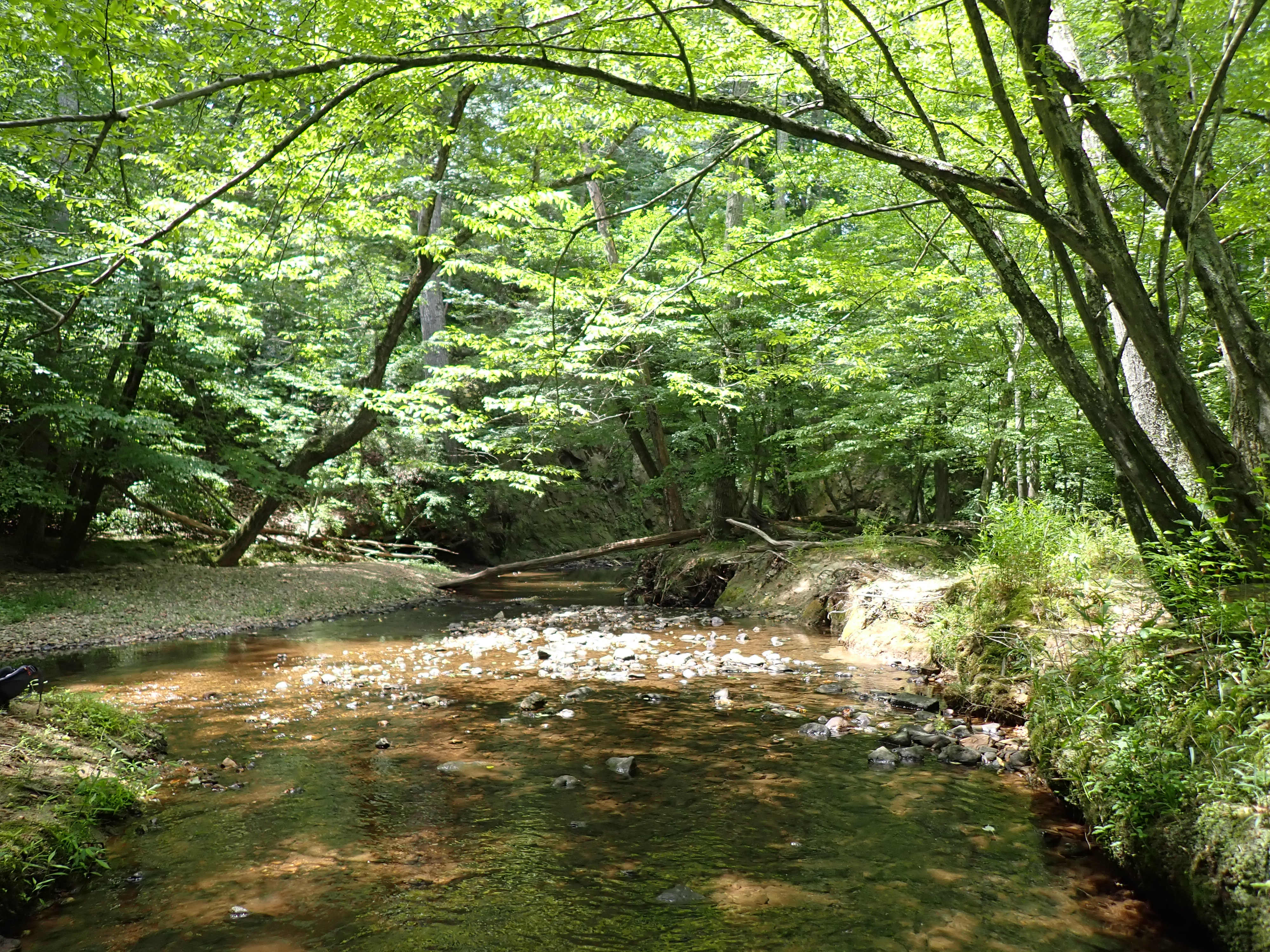 A wide stream runs through a forest of leaning green trees.