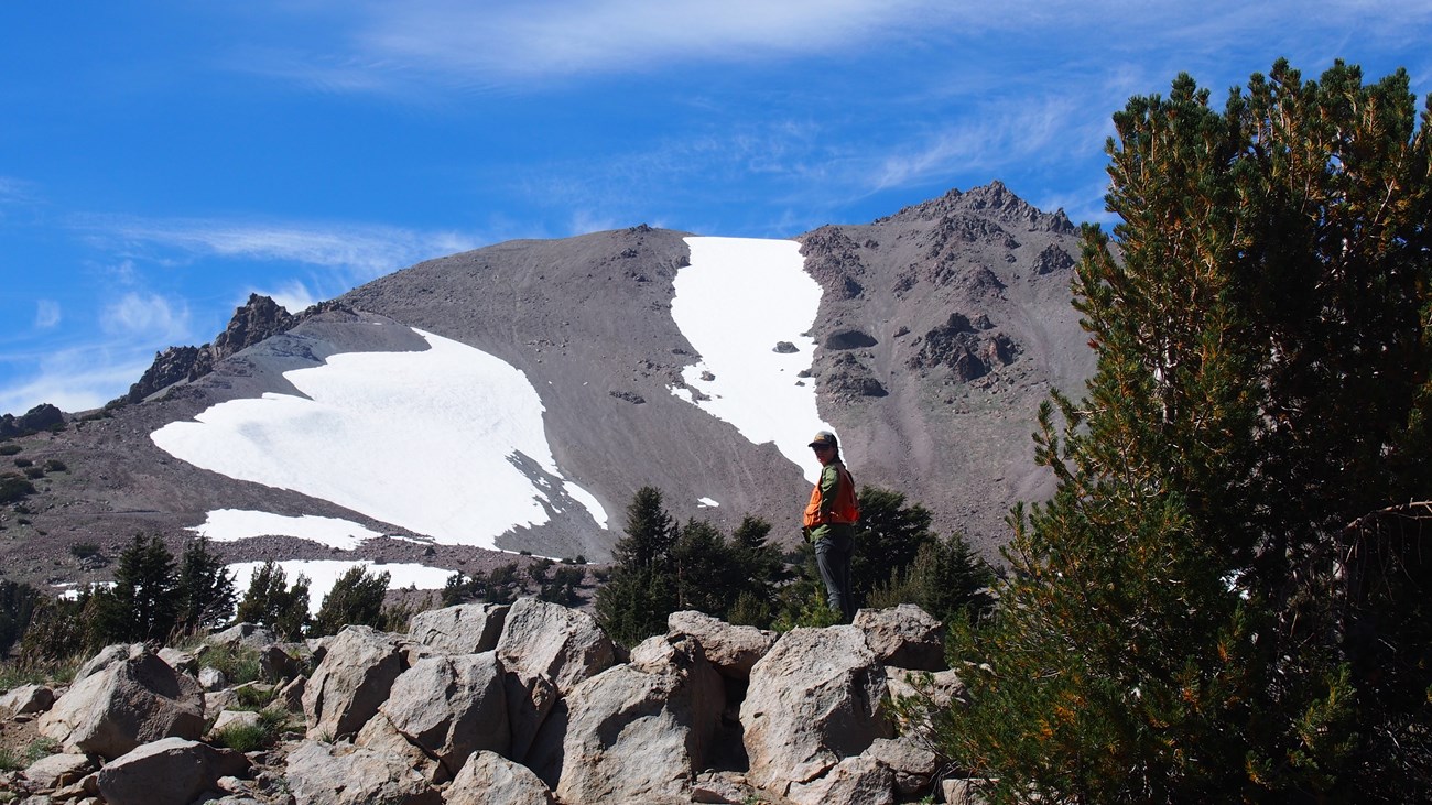 Person stands on rocks in a grove of conifer trees with alpine peak in background.