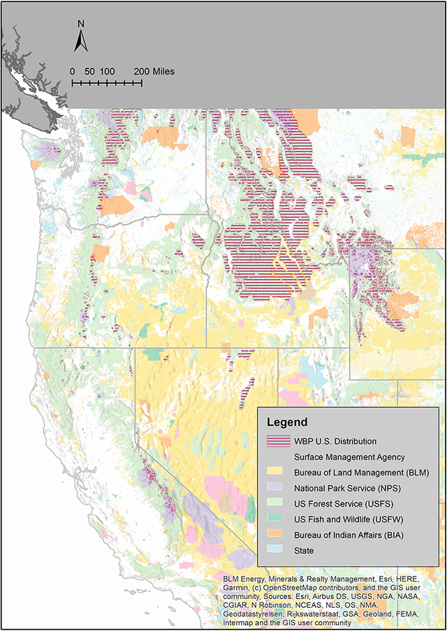 Western United States with a magenta striped overlay showing whitebark pine habitat. It's mostly concentrated in Idaho and western Wyoming and Montana. Patches also exist in mountainous areas of WA, OR, and eastern CA, and in a few spots in northern NV.