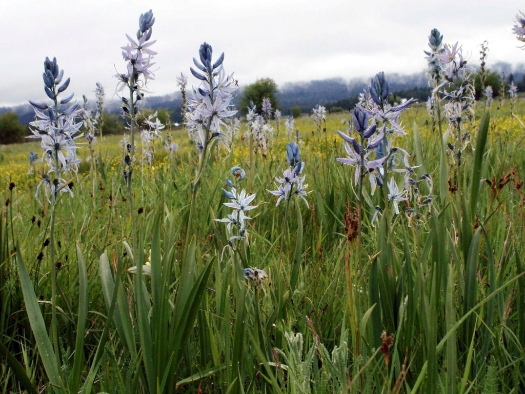 Low level view of a field blooming camas flowers, purple-blue flowers on a main stem and broad leaves.