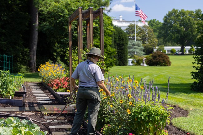 A female gardener in NPS uniform waters flowers near the White House with a large US flag in the distance.