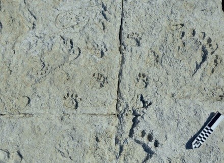 Photograph of multiple bear footprints on a gray sandy surface.