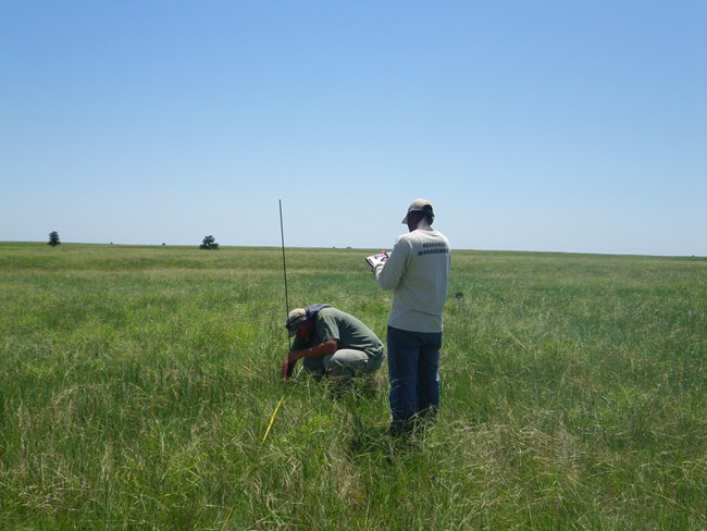Two people measure grass height in a green prairie