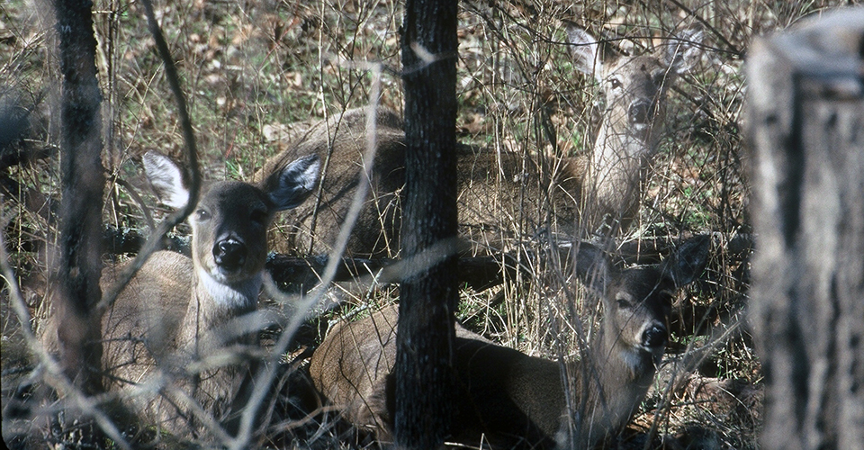 Close up of three deer looking at the camera through small tree trunks and undergrowth in a forest.