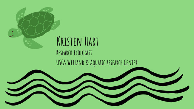 illustration of sea turtle and waves and Kristen Hart, USGS Wetlands & Aquatics Research Center