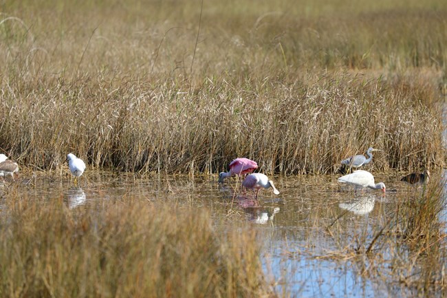 Different species of wading birds are standing in water surrounded by grassy vegetation