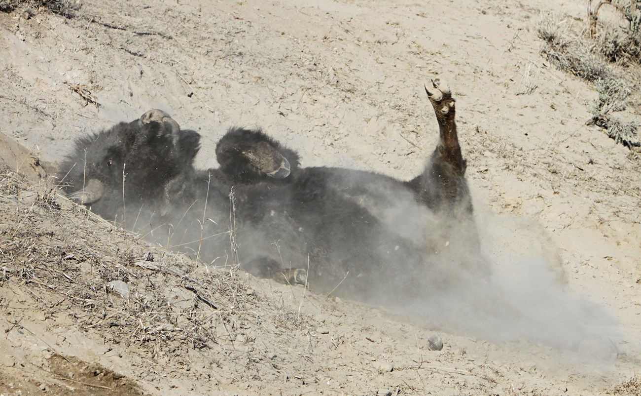 A bison rolling in dirt.