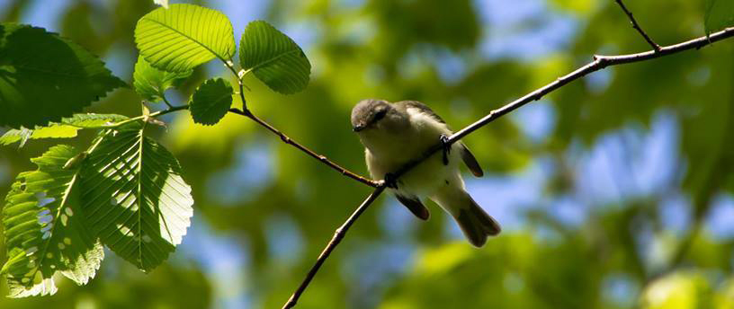 A bird with a yellow breast and belly and brownish head, back, wing, and tail feathers perched on a branch.