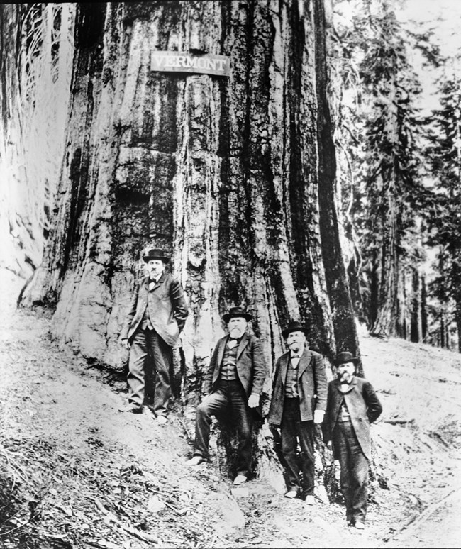 Four men stand in front of a giant sequoia tree.