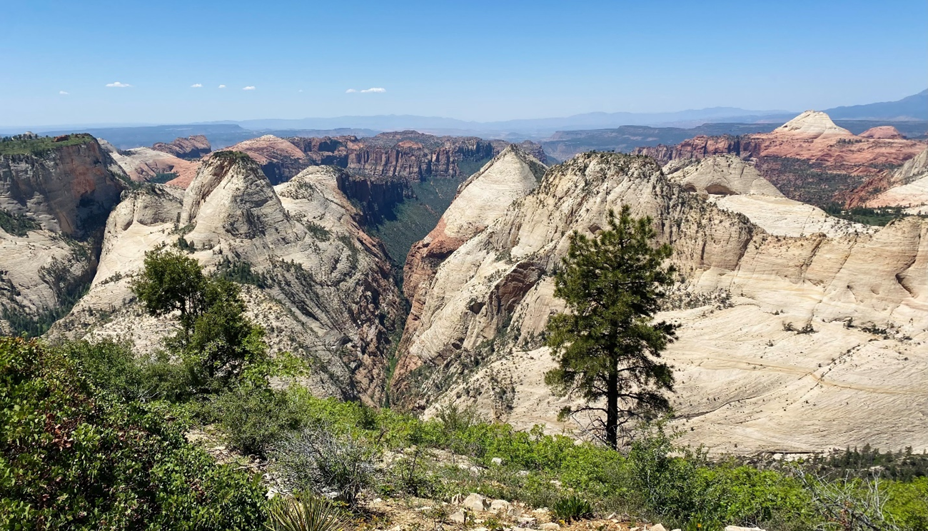 Pine tree in foreground overlooking slickrock canyons and cliffs.