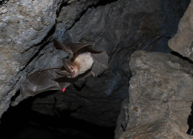 A Western Big-Eared Bat leaves her pup at a cave roost to forage for the night.