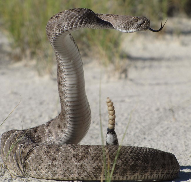 Coiled rattlesnake on sand with its rattle erect and tongue sticking out. Grass in the background.