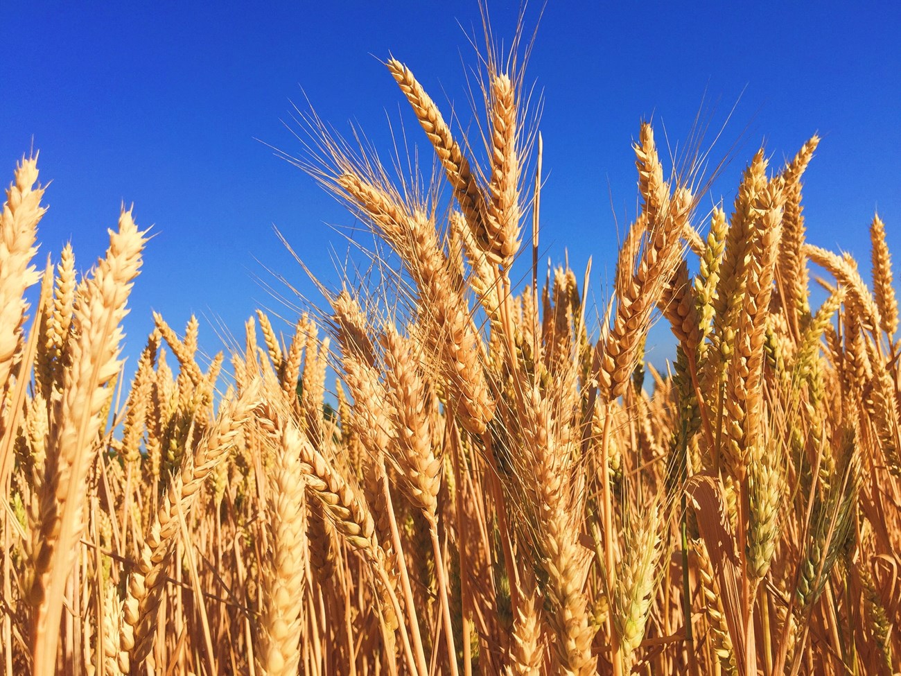 Field of brown wheat crops with blue sky in background.