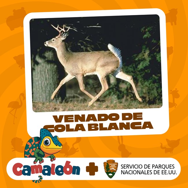 A white-tailed deer with antlers running, surrounded by an orange background. Under the image says "Venado de Cola Blanca." At the bottom of the graphic, the words "Camaleón + Servicio de Parques Nacionales de EE. UU.