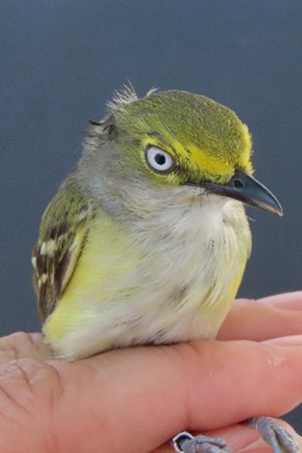 White-eyed Vireo