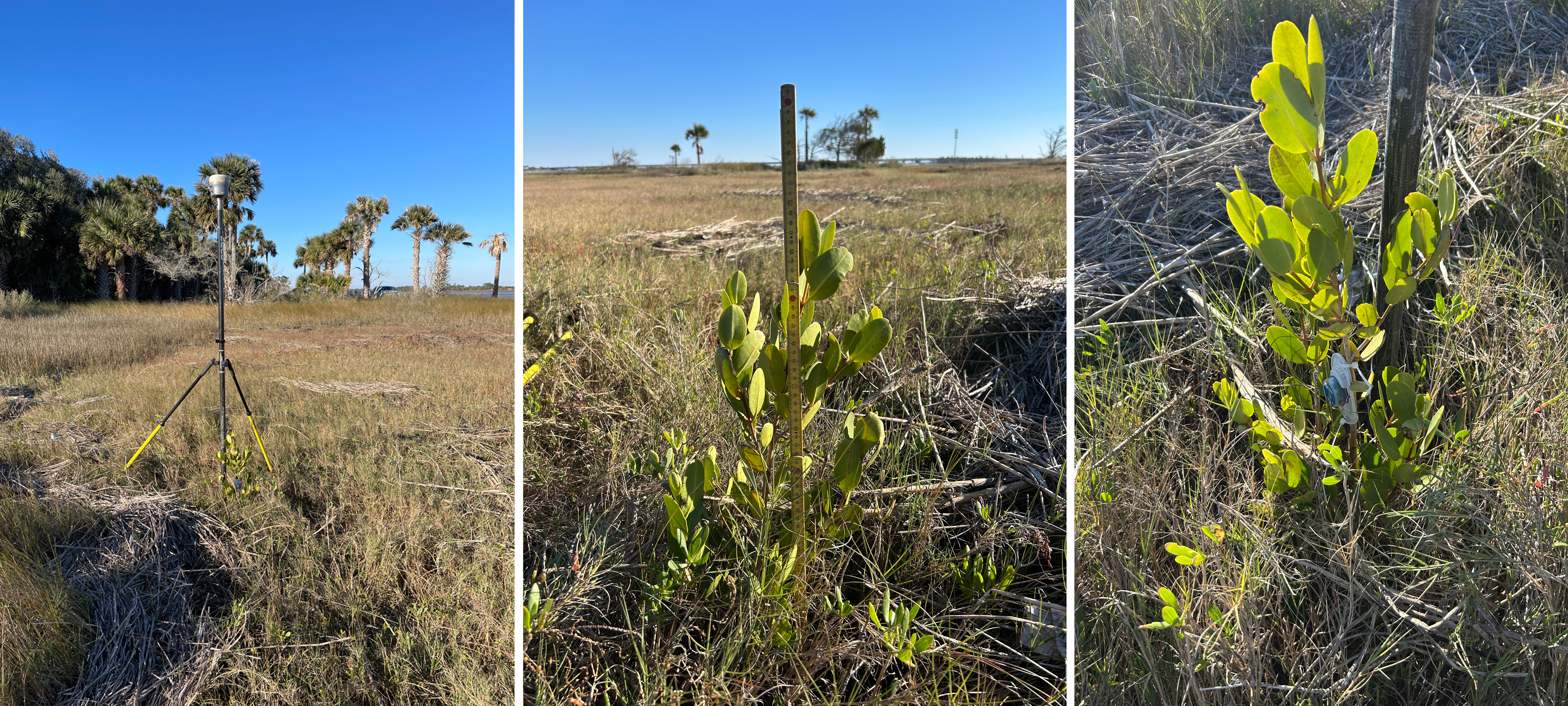 mangrove with measuring stick, mangrove with probe and mangrove with marsh in background
