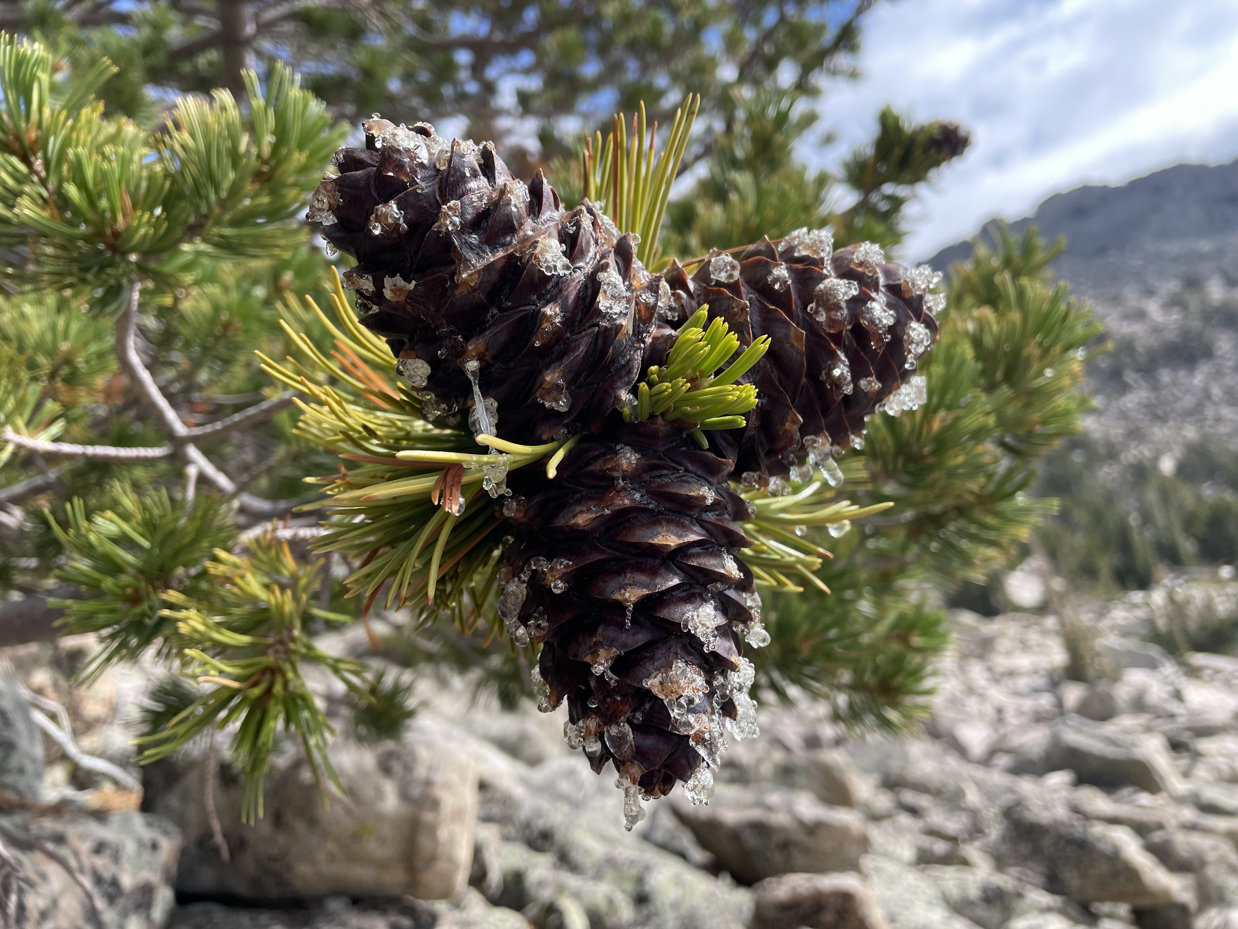 Whitebark Pine Recruitment In The Greater Yellowstone Ecosystem – Data ...