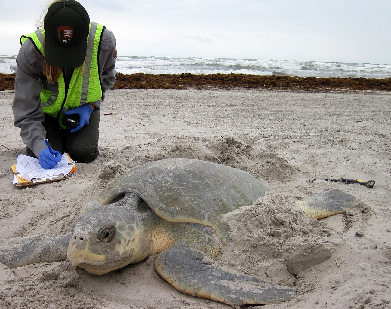 Wildlife biologist Donna Shaver with nesting Kemp's ridley sea turtle