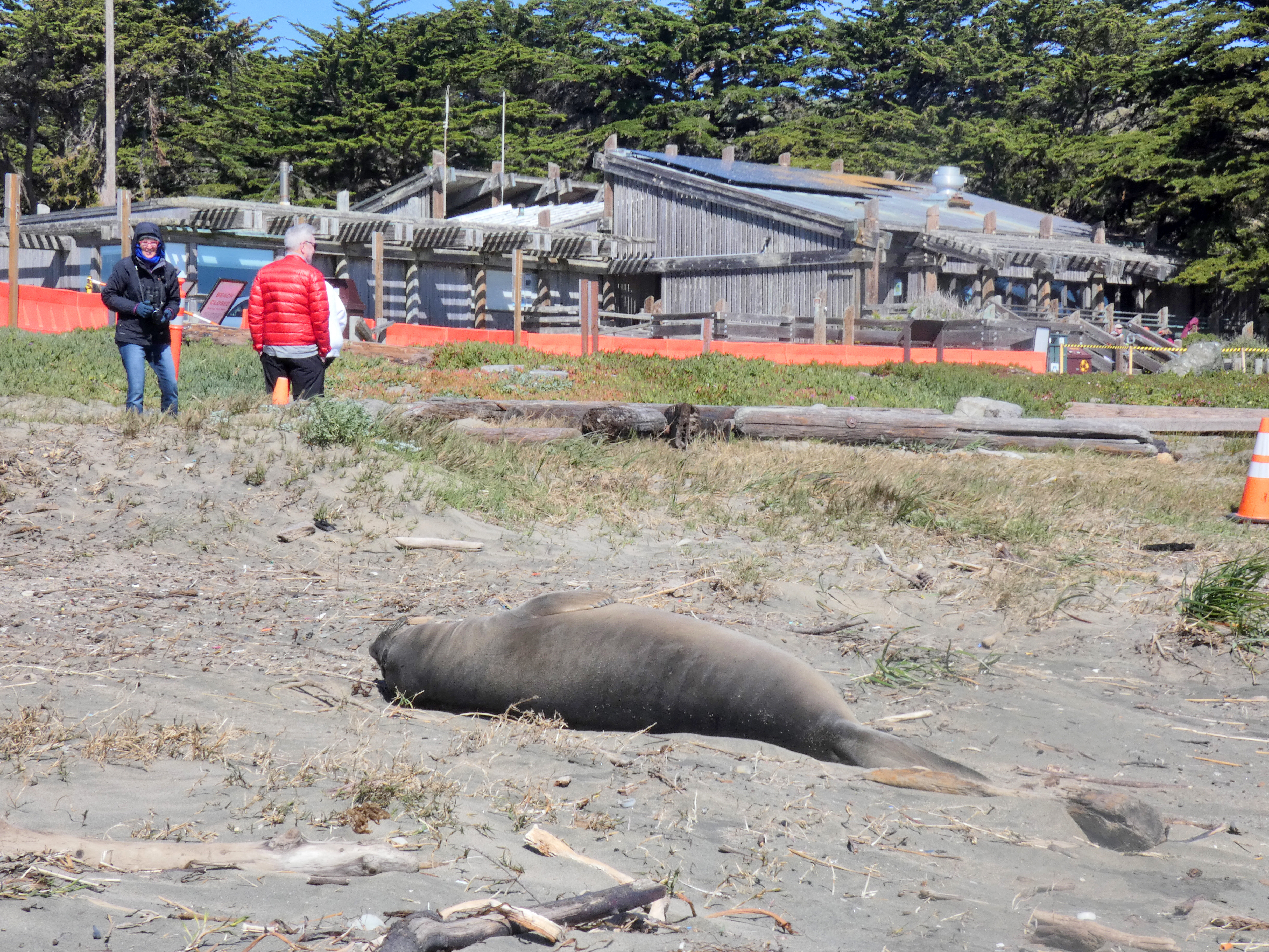 A small seal pup sleeps on the beach with park visitors in the background.