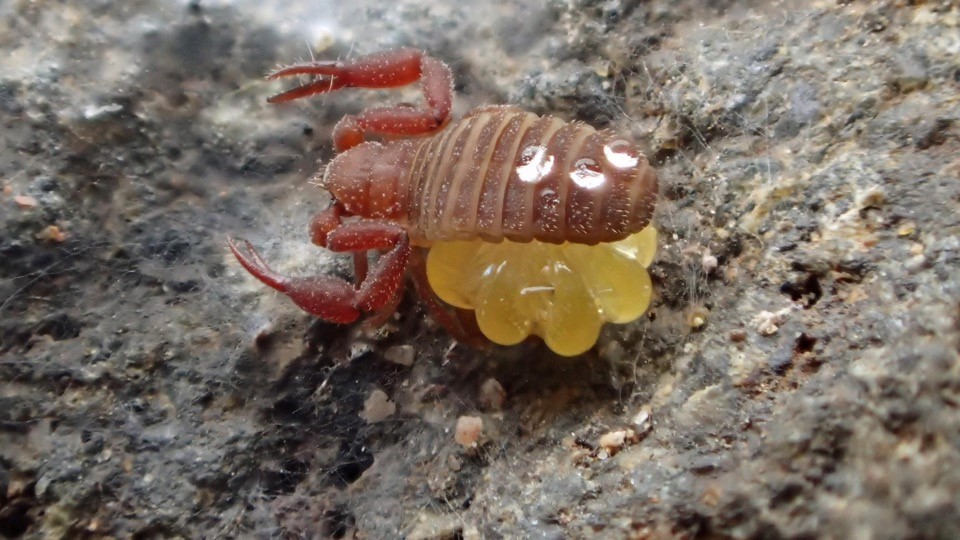 a tiny scorpion sitting on eggs