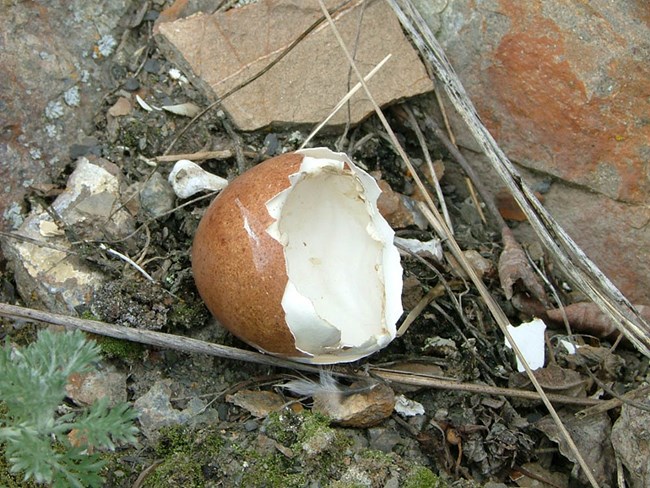falcon egg