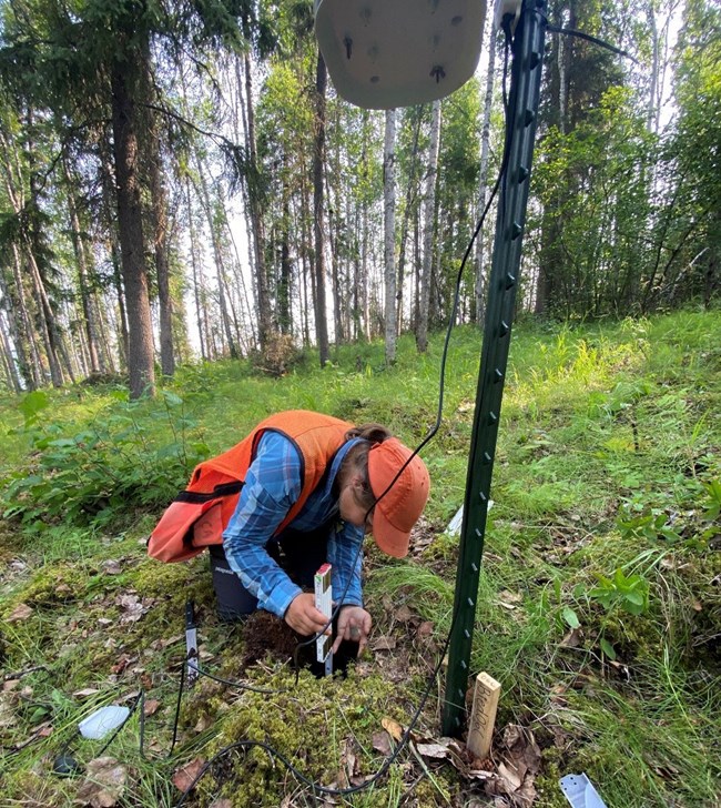 A woman kneels on the forest floor installing a piece of ecology equipment in the ground