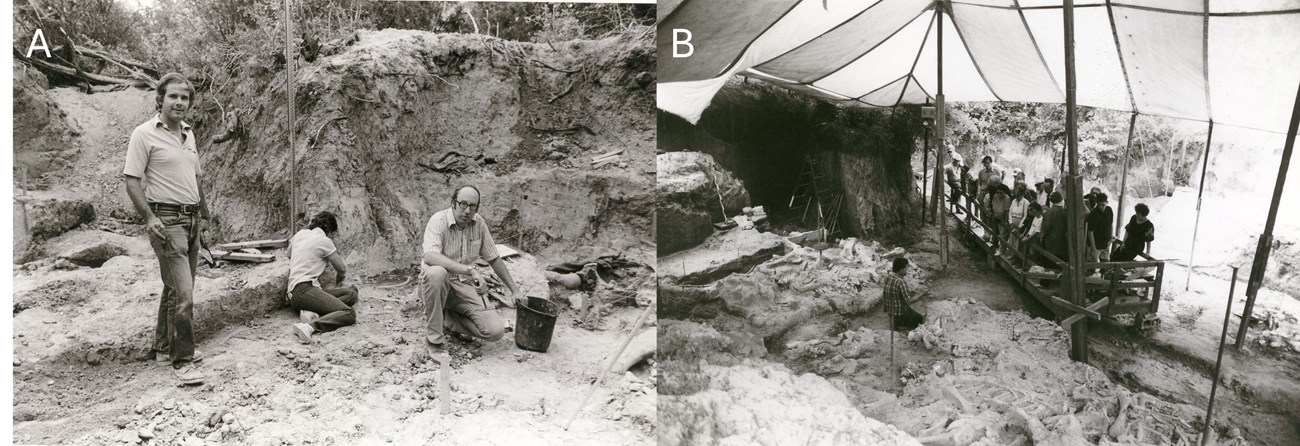 The left image shows three people in the early excavation at the Waco Mammoth Site. The right image shows the director of the Strecker Museum sitting between three mammoth skeletons giving a tour.