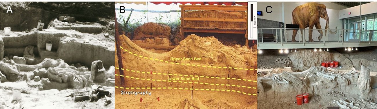 A composite three-part figure showing changes to mammoth Q through time. The left image shows early excavations. The middle image shows mammoth Q under a tent. The right image shows mammoth Q inside the current Dig Shelter below a life sized mural.