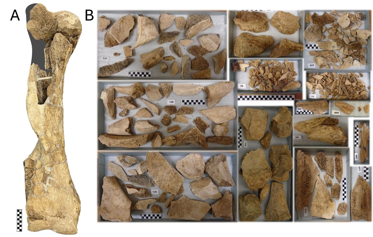 A composite image of a fossil mammoth arm bone. The left image shows the complete bone and the right image shows 14 boxes of fragments that were used to rebuild the bone.
