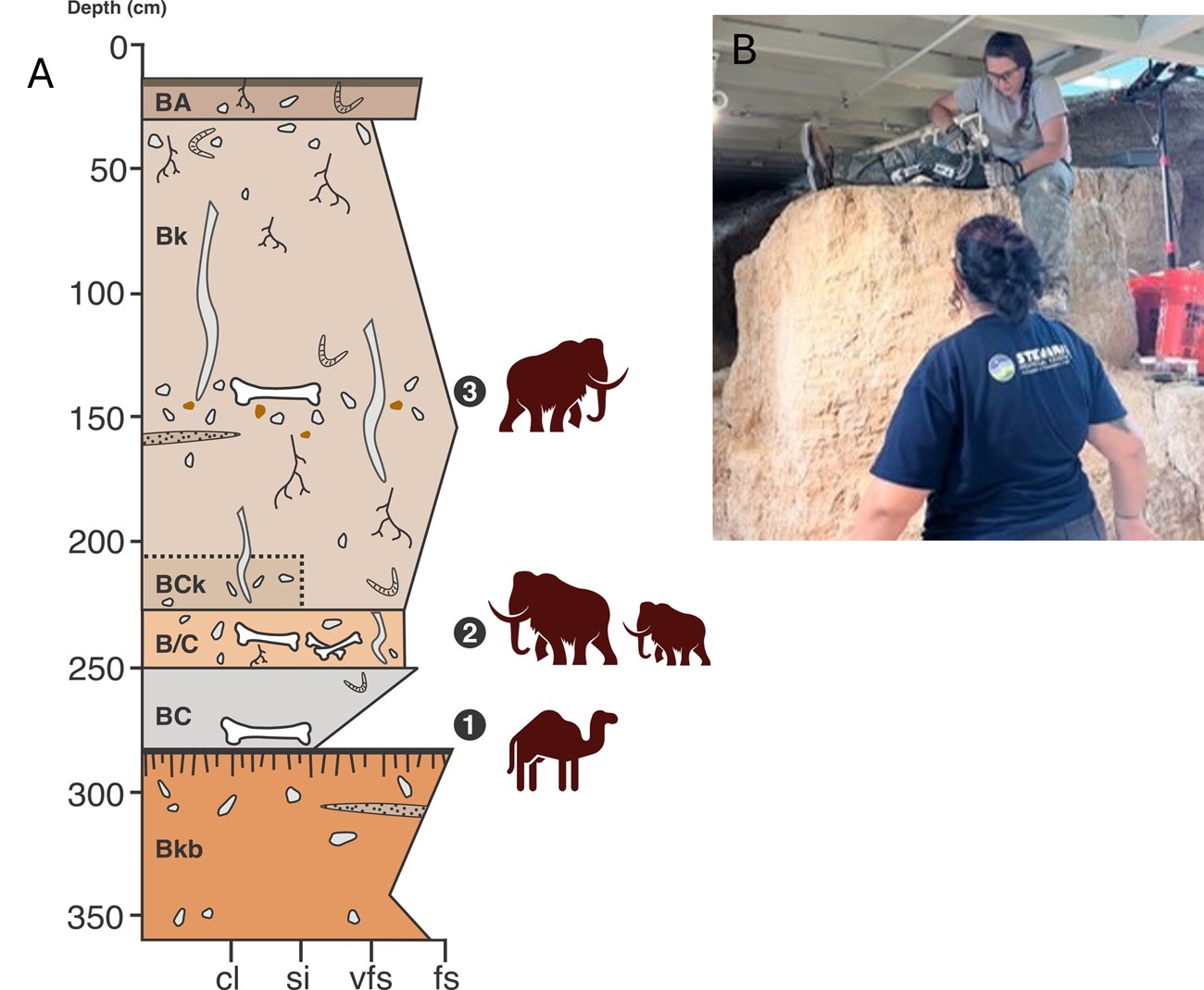 A composite two-part image. Figure A, on the left, so the layers of sediment and the location of three fossil horizons. Figure B, on the right, shows Dr. Yann sampling on top of a pedestal under the visitor catwalk.
