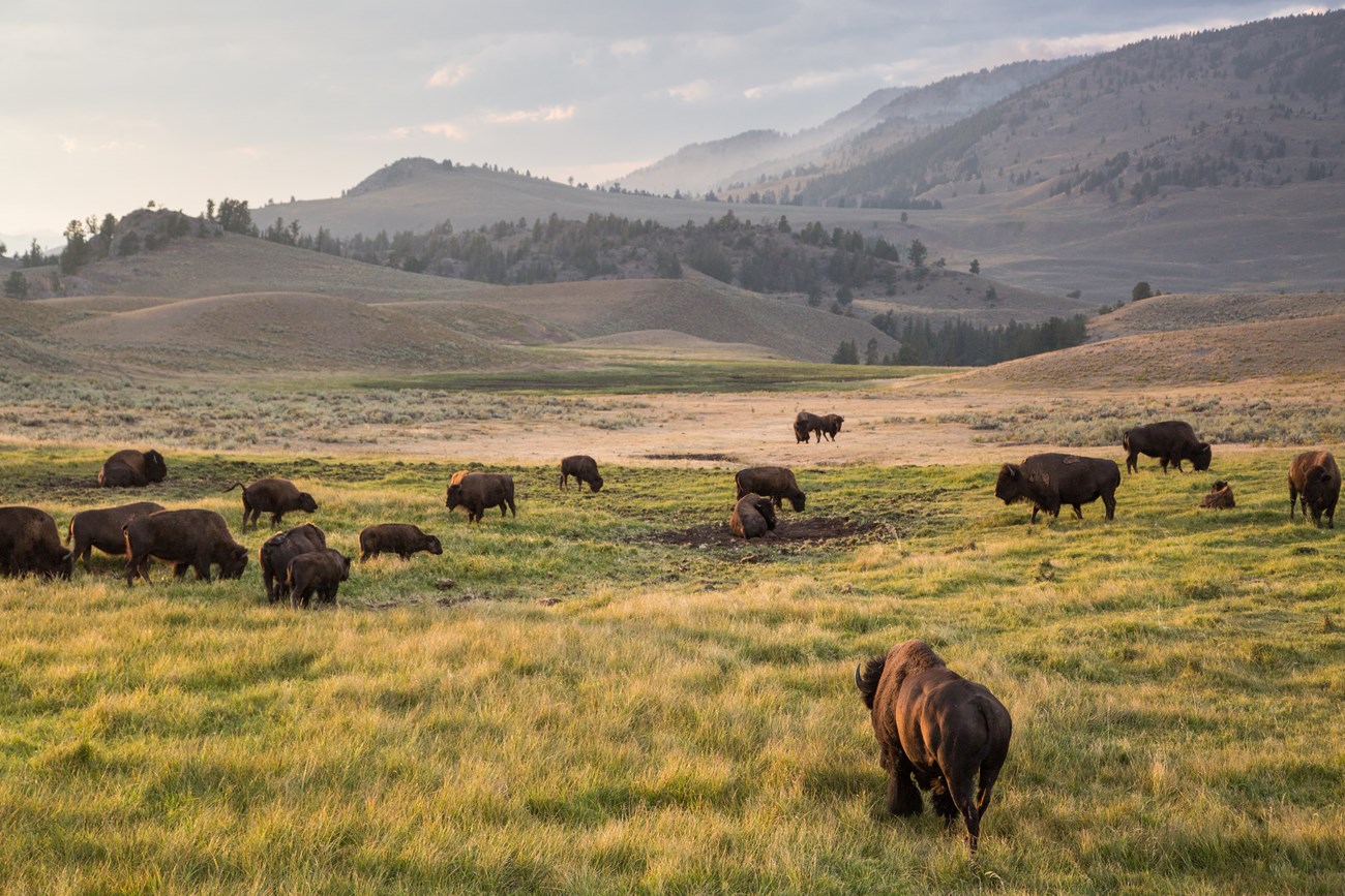 A herd of bison in a valley.
