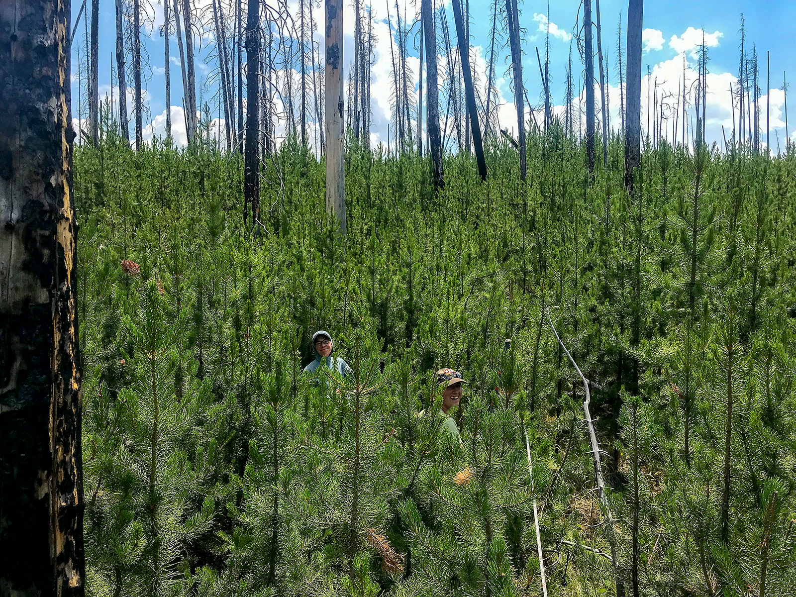 Two smiling women peep through a lush, green forest of young pine trees against blue skies on a sunny day