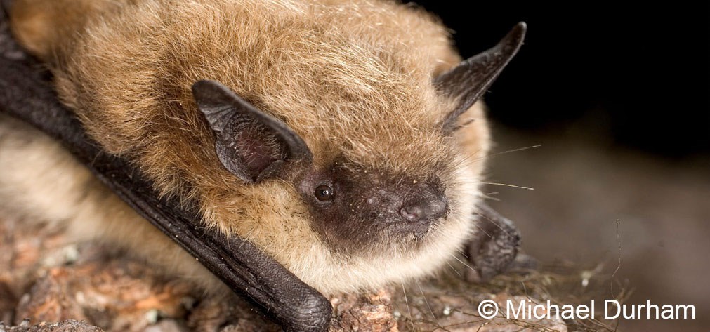 Yuma Myotis Bat (U.S. National Park Service)