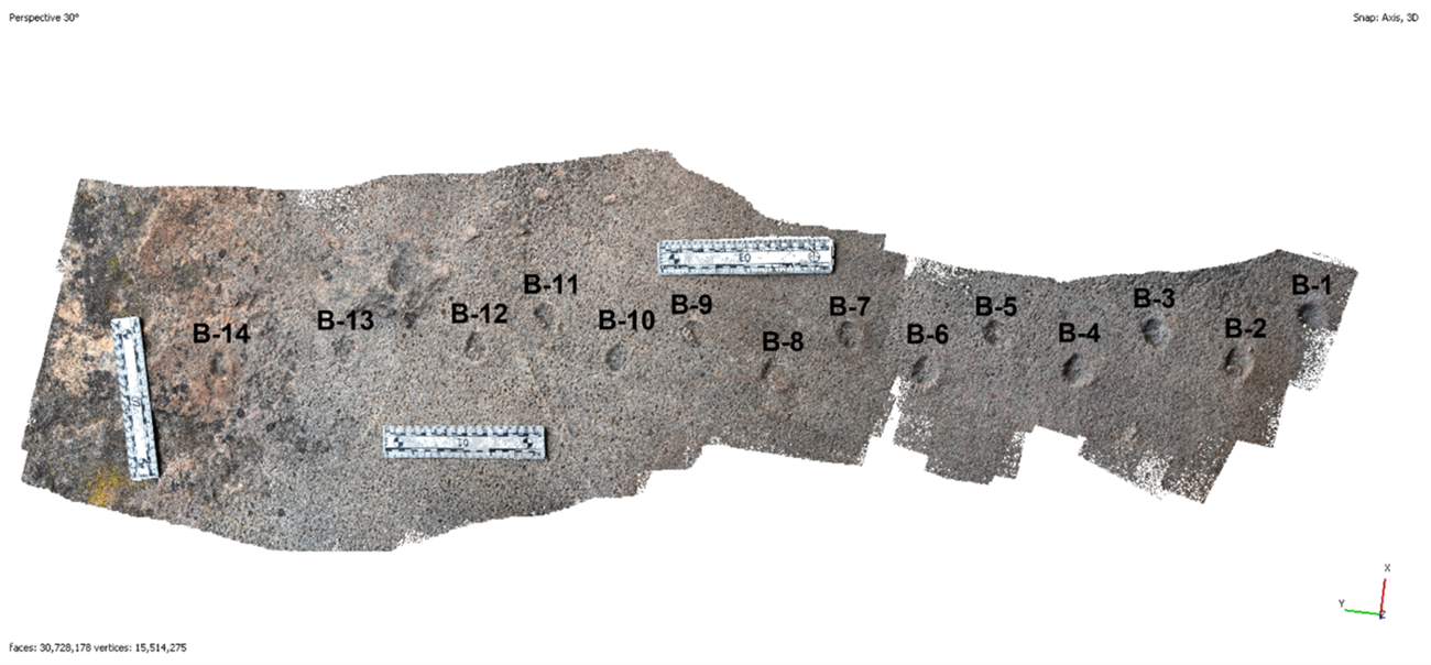 Image of a fossil trackway.