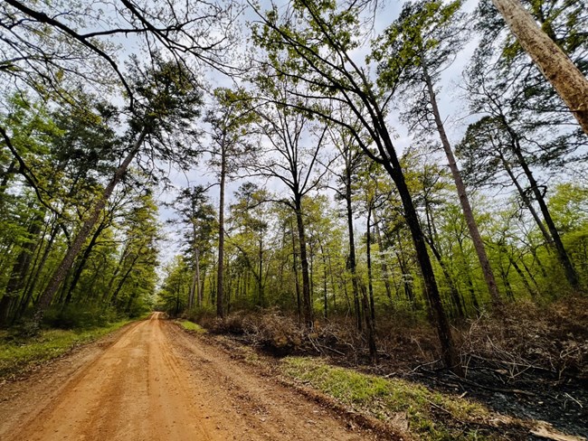 Zac Selden's view in Sabine National Forest