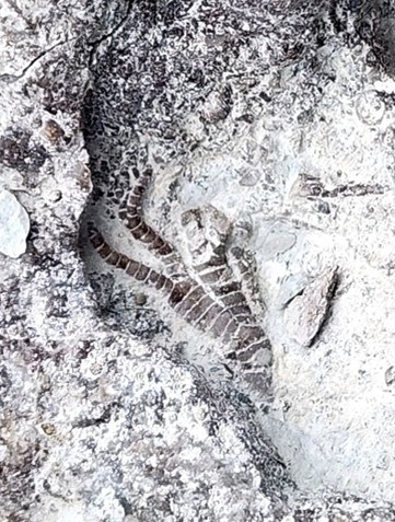 A fossil crinoid, showing parts of several arms and the central body structure.