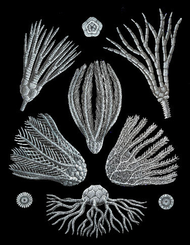 An illustration showing the bodies and arms of several kinds of crinoids. These resemble bulbs with long branching tentacle-like structures growing from them.