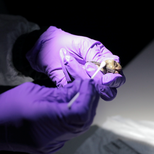 Rubber-gloved hands hold a bat and touch a swab to one of its wings.