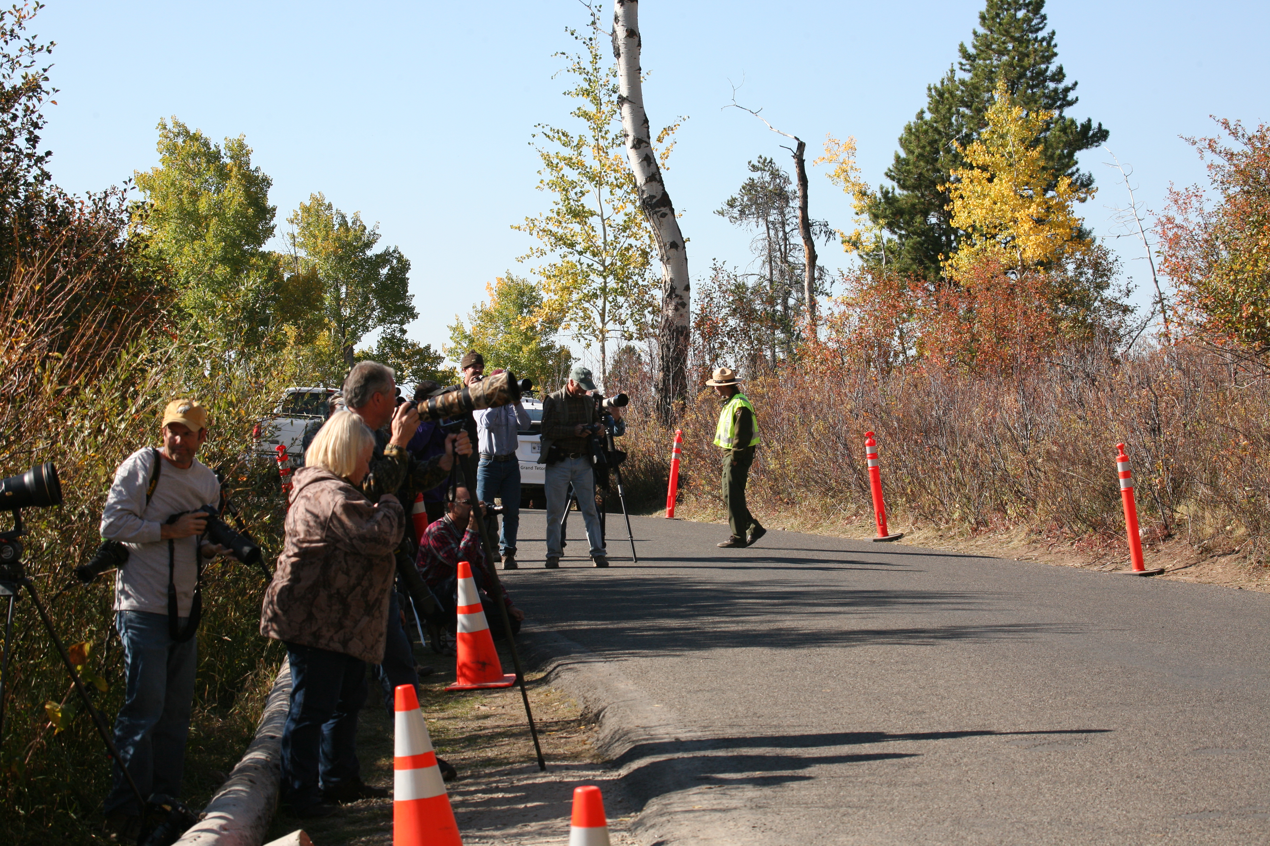 Visitors Photographing Bears along and from within a road lined with traffic cones as a ranger tries to manage traffic.Vehicles parked within the roadway